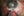 Figure 4. Corneal scissors are used to extend the wound to the left and right of the paracentesis.