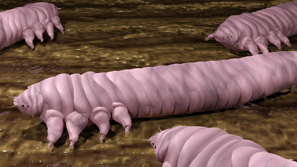 Demodex Blepharitis