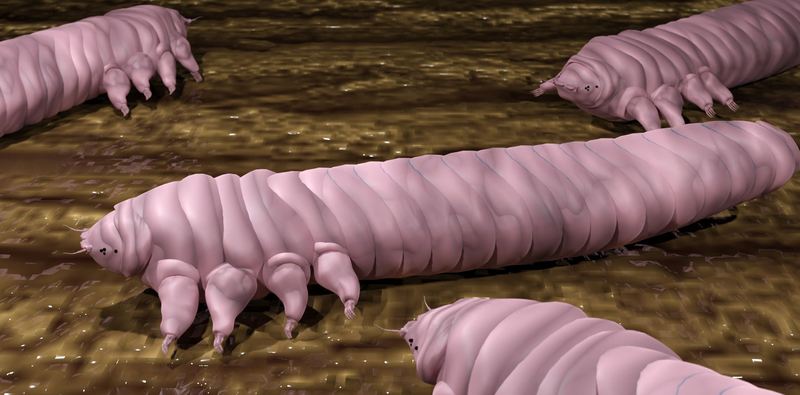 Demodex Blepharitis