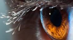 Dehydrated Amniotic Membrane for Ocular Surface Disease