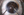 Figure 2. A pair of 19-gauge scissors are used to nearly bisect the acrylic IOL while it is in the AC.