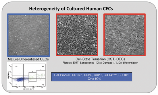 Revolutionizing Corneal Endothelial Restoration