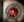 Figure 3. The back surface of the aspiration tip is
brushed against the posterior capsule.