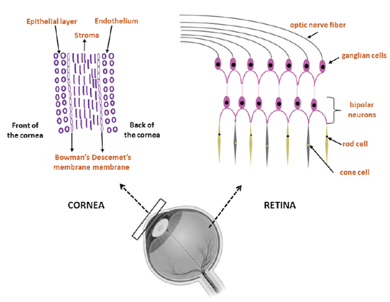 3D Printing of the Cornea and Retina