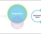 Differentiated Treatments for Dry Eye Disease DED