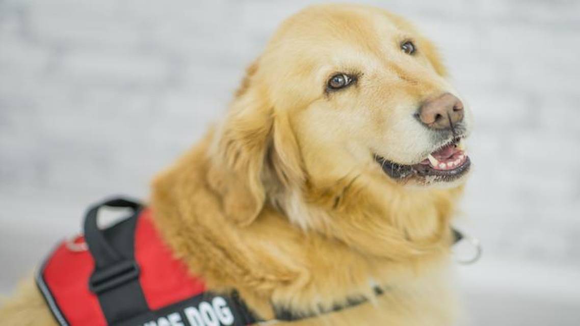 From Cane to Canine