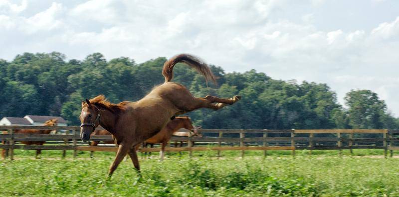 Blame the Horse