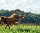 Blame the Horse